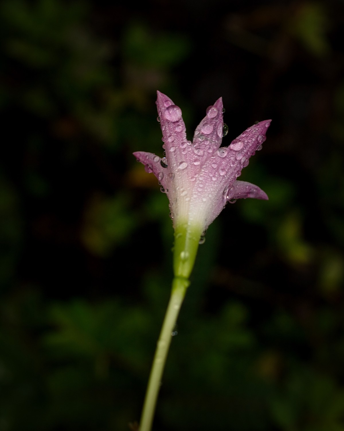 Gotas de rocio en flor