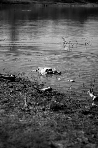 Lo profundo del lago