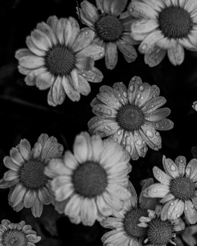 Tiny Flowers After Rain